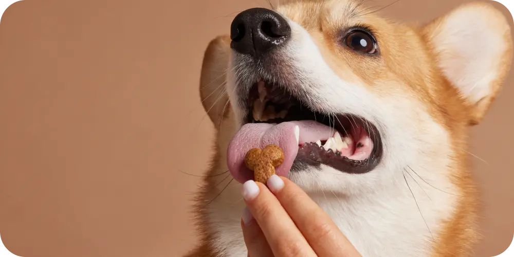 Collagen For Dog Joints: Does It Work?