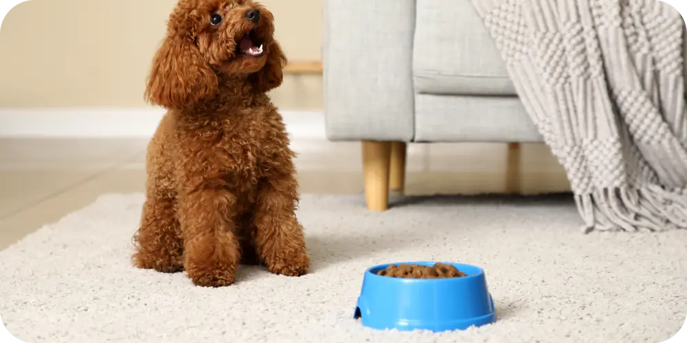 Best Dog Food For Joint Health