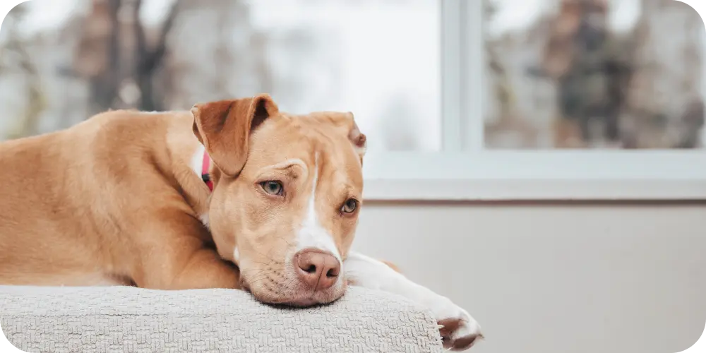 sad dog laying on bed not eating