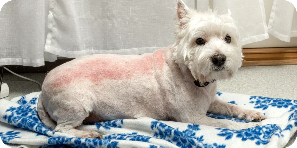 Top 12 Common Dog Skin Conditions