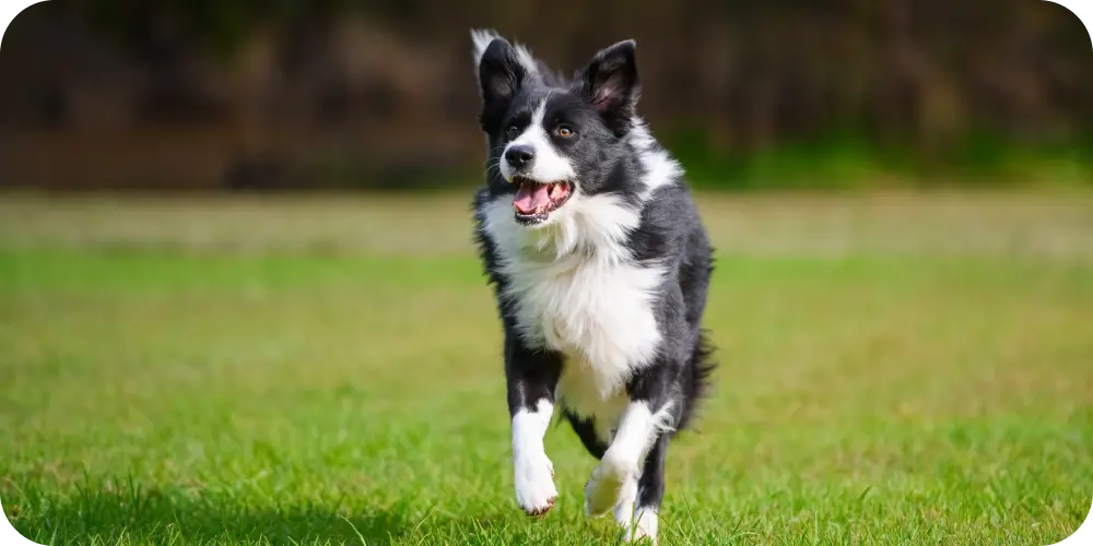 Joint Care for Pets - Ultimate Guide To Better Mobility