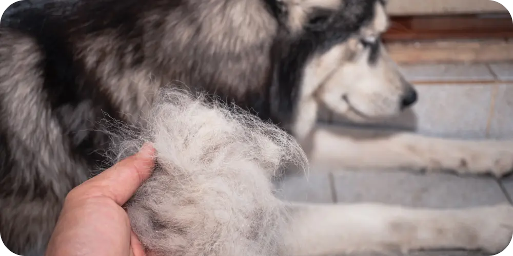 Dog Losing Hair: Causes, Treatments, and Solutions