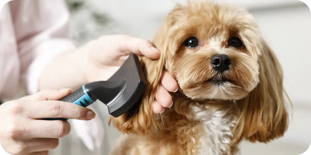 The Best Solutions for Dog Dry Skin: Causes, Remedies, and Symptoms
