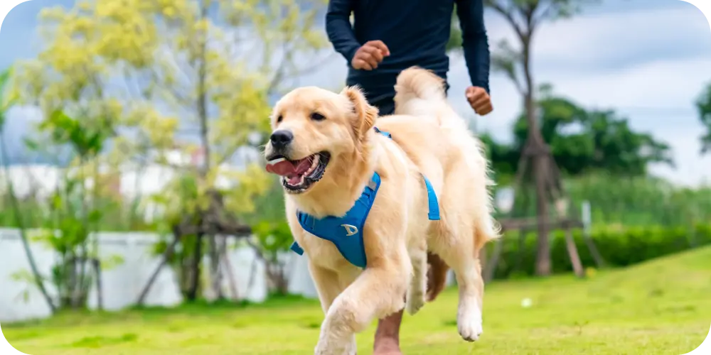 How Collagen Supports Mobility in Dogs