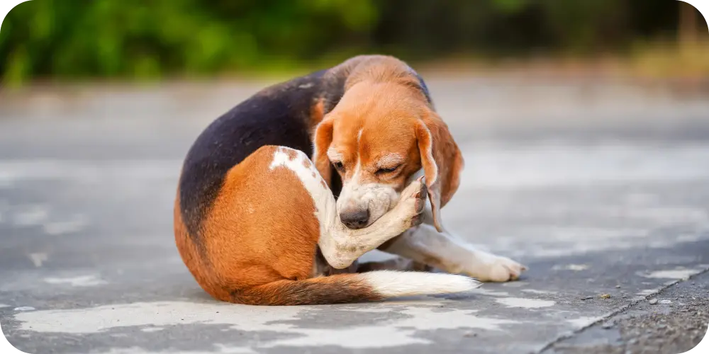 Best Dog Itchy Skin Remedy: Causes, Treatments, and When to Seek Help