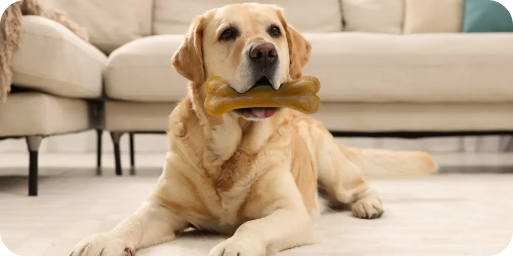 20 Dogs With The Least Health Issues