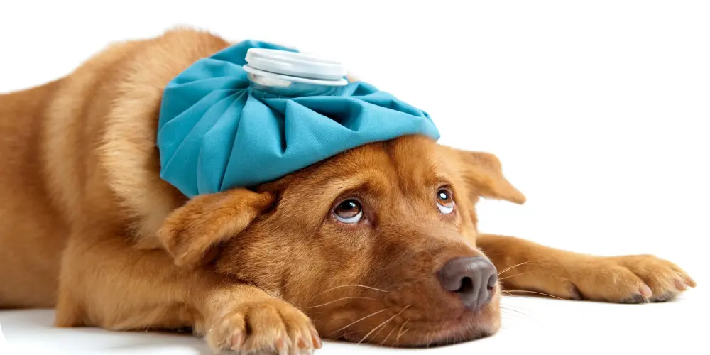 Common Dog Health Problems Every Pet Owner Should Know