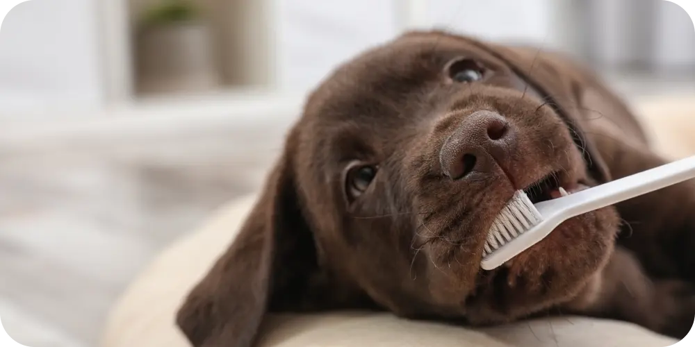 Dog Oral Health: Easy Tips for Sparkling Teeth and Fresh Breath