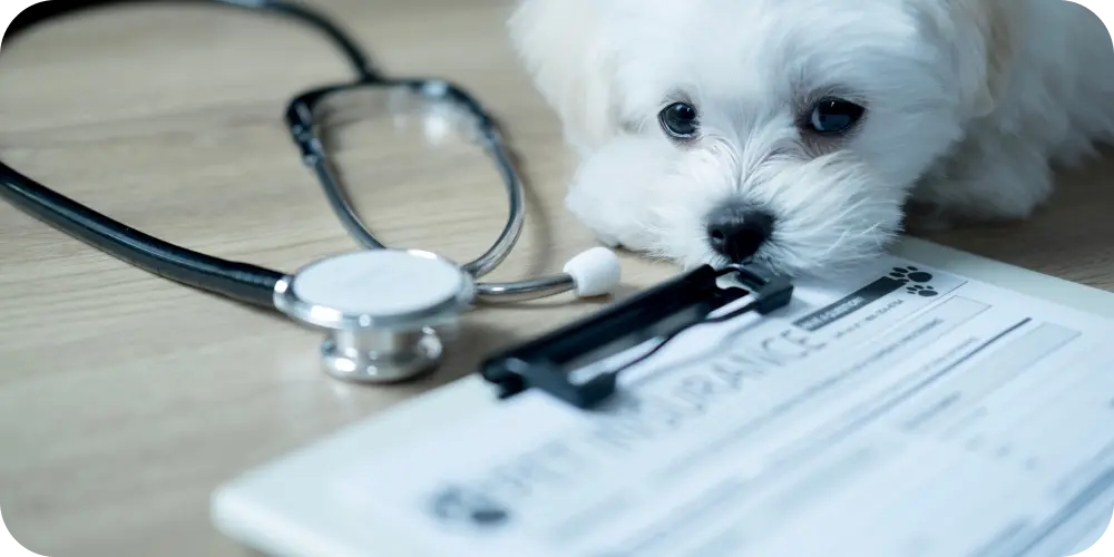 Best Health Insurance for a Dog in 2025: Compare Top Quotes Now