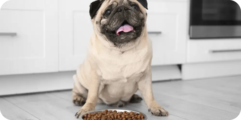 The Best Diabetic Dog Diet: Effective Tips and Foods to Manage Diabetes