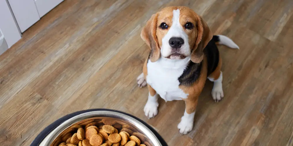 dog waiting on food