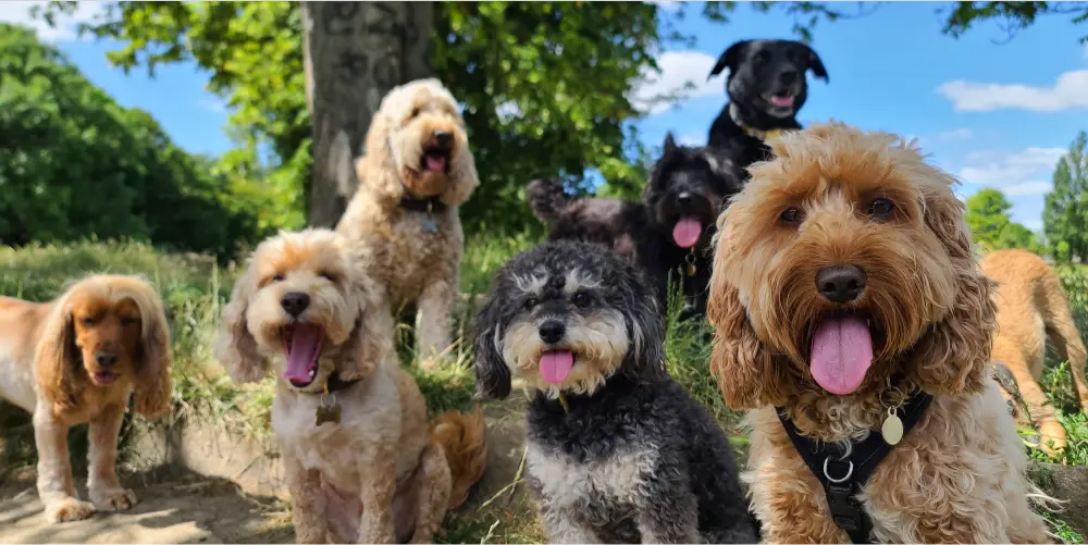 dogs with different coats