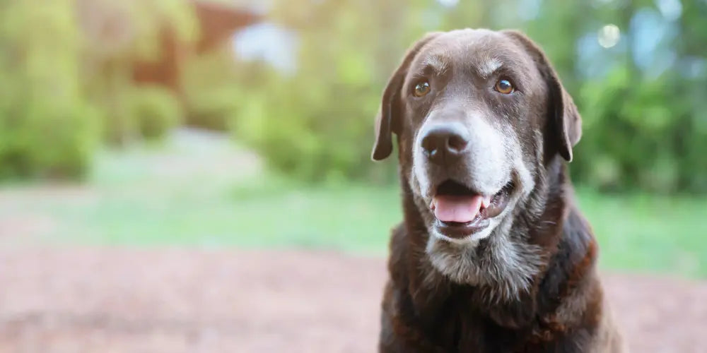 Old dog