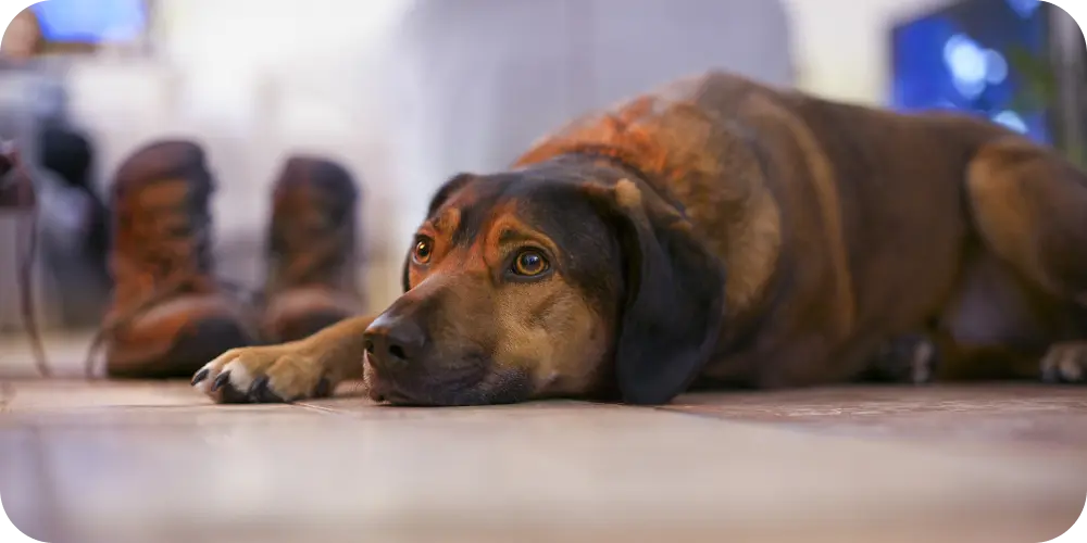 Top Tips for Managing Old Dog Arthritis: Improve Mobility & Comfort Today