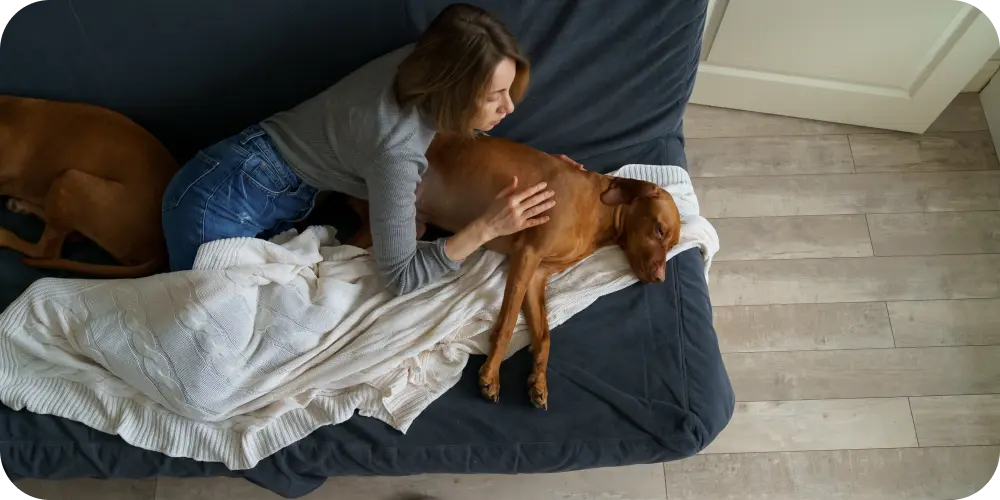 How Do I Know if My Senior Dog is Suffering? Signs and Solutions