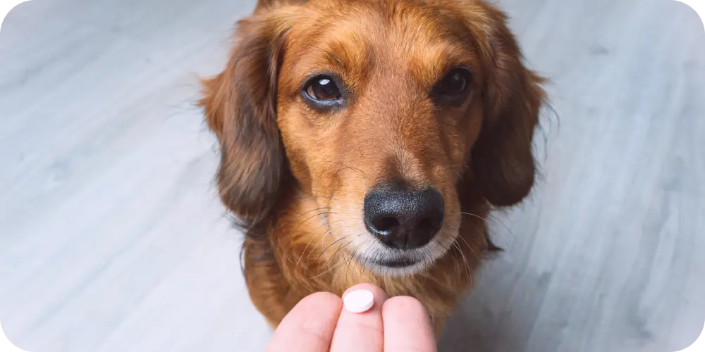 Top Senior Dog Vitamins: Essential Nutrients for Your Ageing Pet