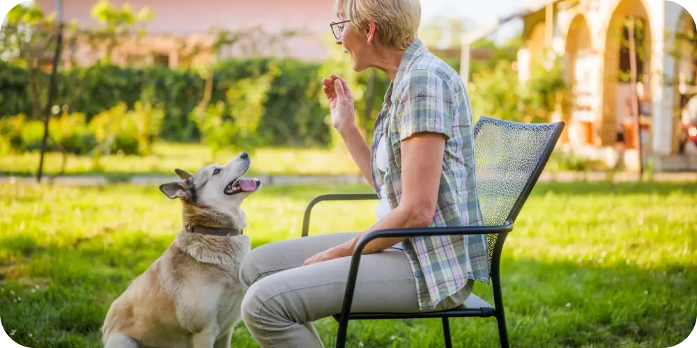 How to Train a Senior Dog: A Complete Guide to Teaching Old Dogs New Tricks