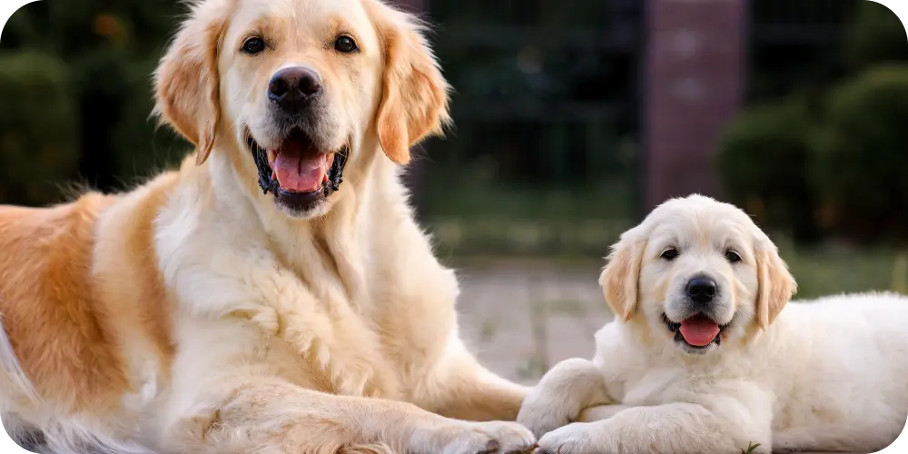 At What Age Are Dogs Seniors? A Complete Guide by Size and Breed