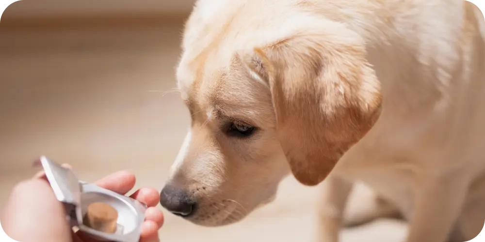 Natural Supplements for Dogs: What Works, What to Avoid