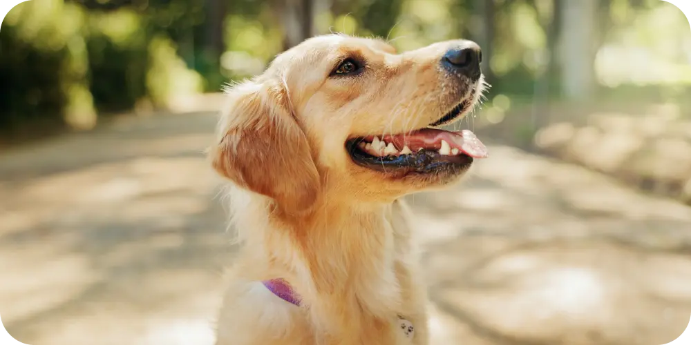 Is Collagen Safe For Dogs? A 2026 UK Guide