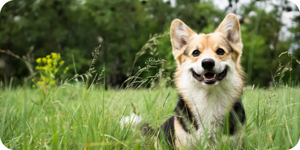 Top Dog Grooming Tips: Keep Your Pet Looking Great