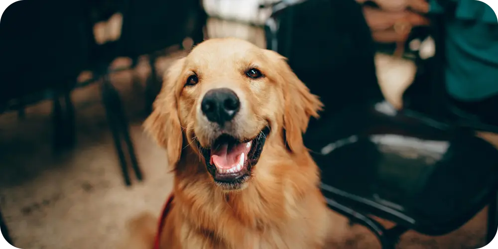 Dog Gut Health: Expert Tips For Pet Owners