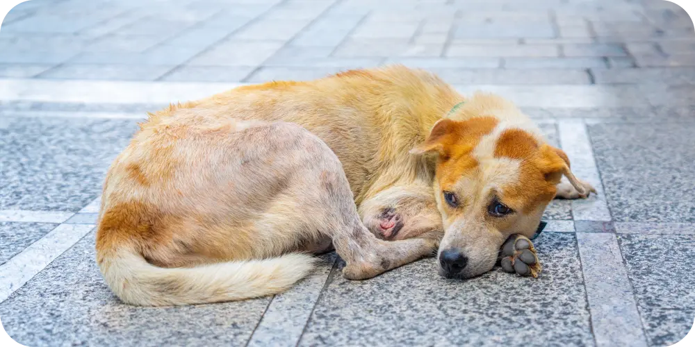 Top 12 Common Dog Skin Conditions Every Pet Owner Should Know