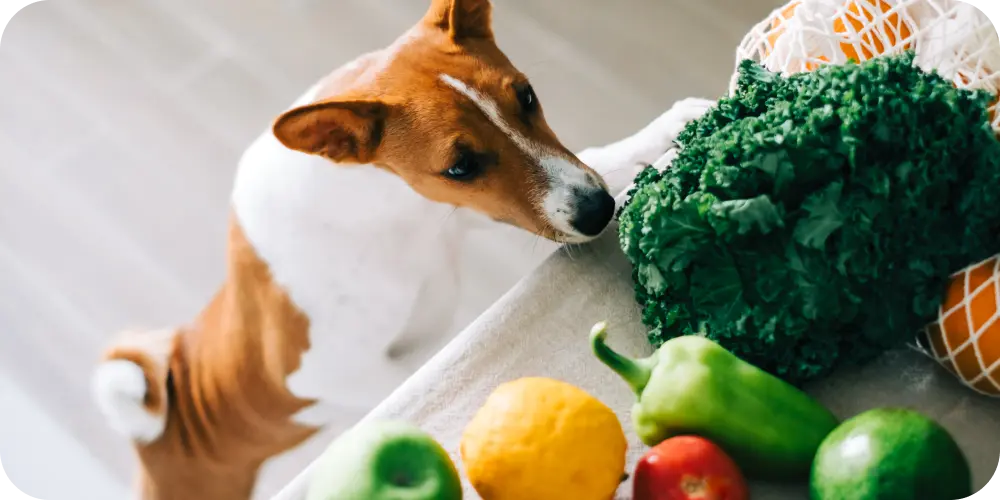 How To Add Fibre To Dogs' Diet Naturally
