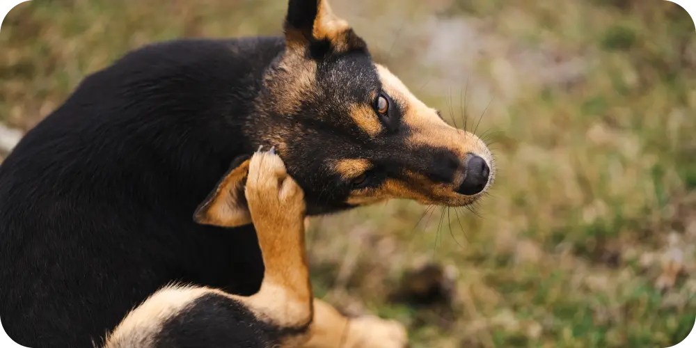 Understanding Common Dog Skin Allergies: Top Causes and Effective Treatments