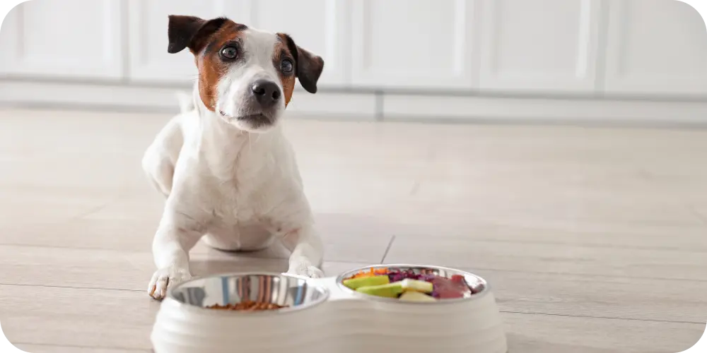 Signs Your Dog May Be Lacking Key Nutrients