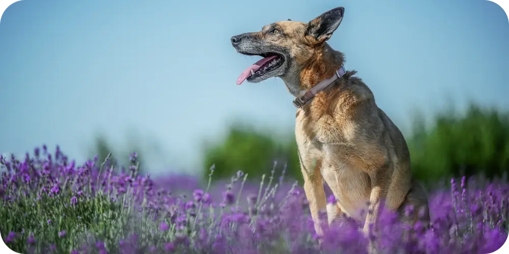 How to Keep Senior Dogs Mobile