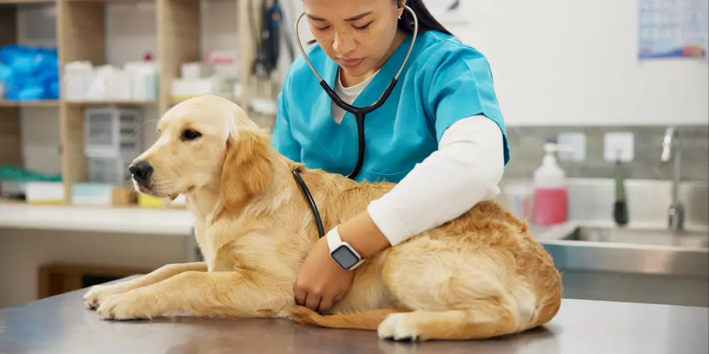 Dog Joint Pain Relief: Tips For Pet Owners