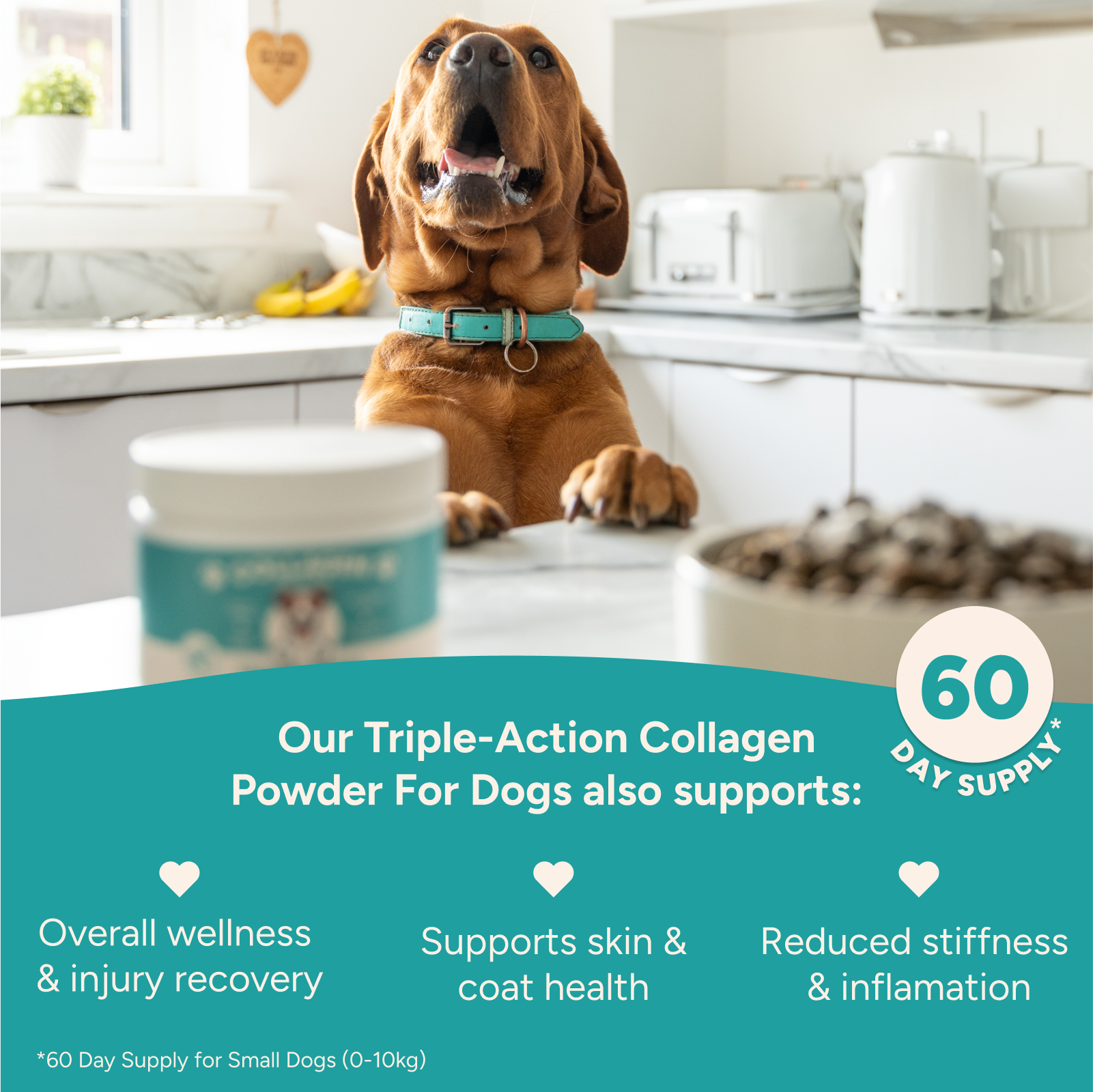 Collagen for Dogs