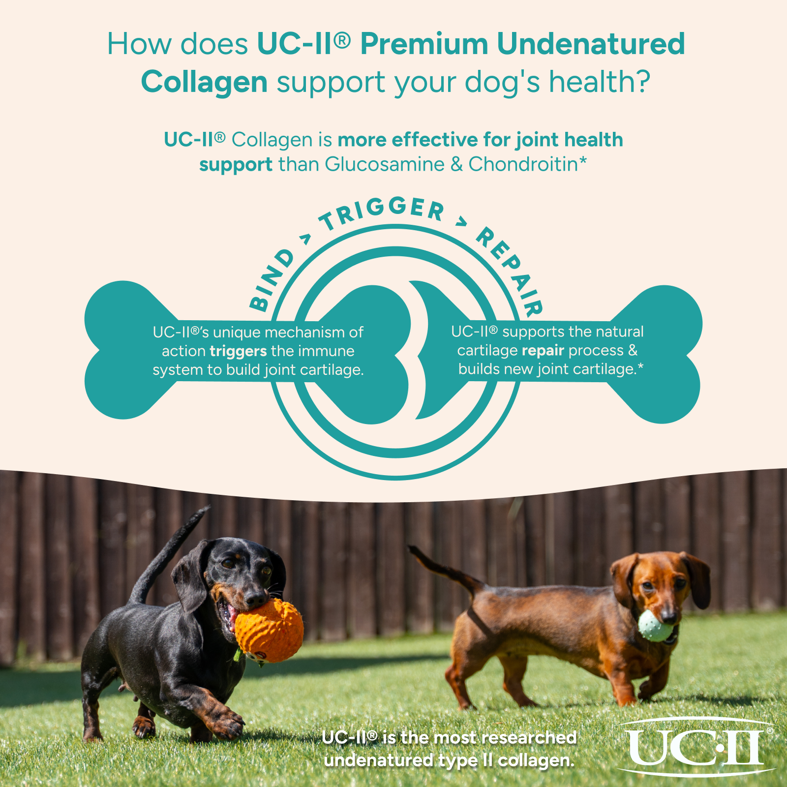 Collagen for Dogs